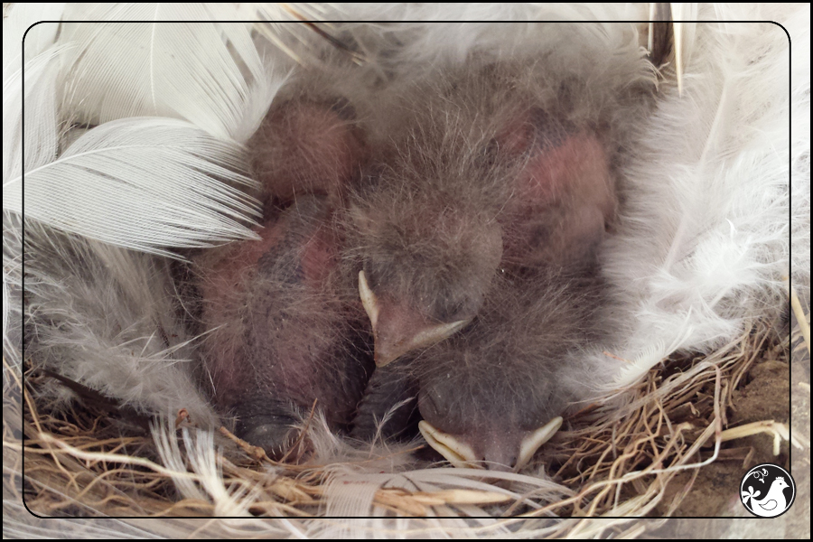 Ridgetop Farm and Garden | Birds of 2013 | Week 31 | Barn Swallow