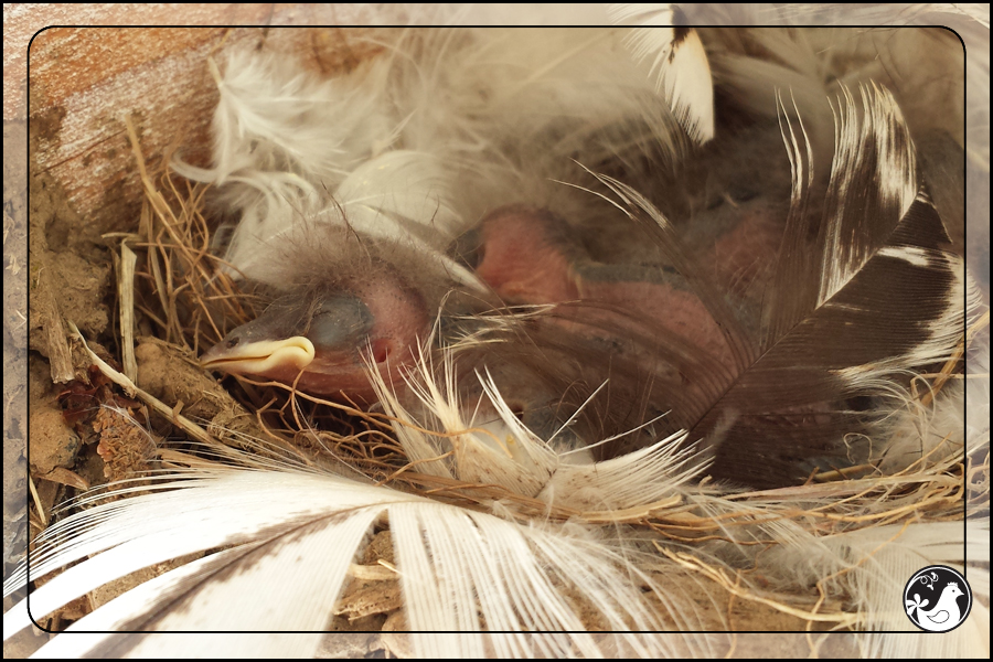 Ridgetop Farm and Garden | Birds of 2013 | Week 31 | Barn Swallow