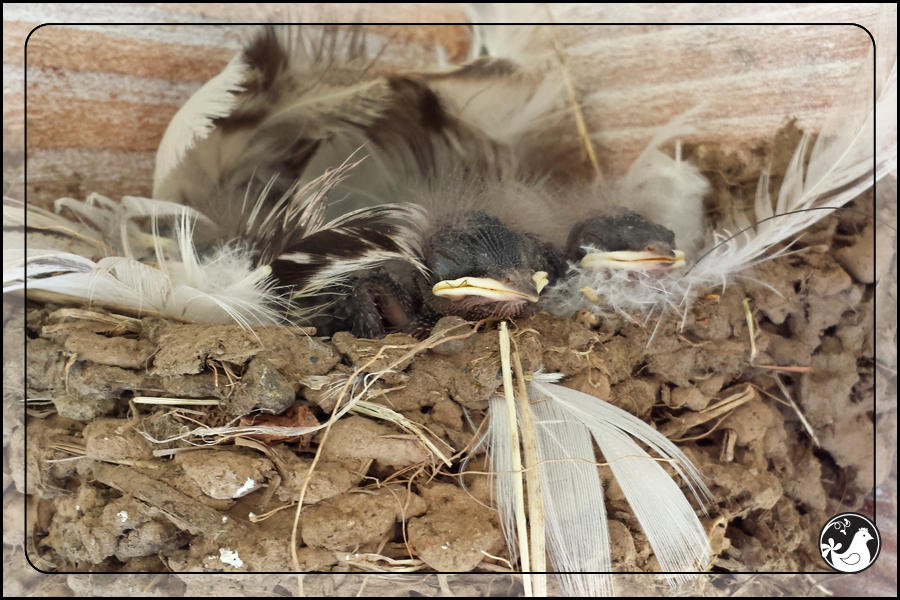 Ridgetop Farm and Garden | Birds of 2013 | Week 31 | Barn Swallow