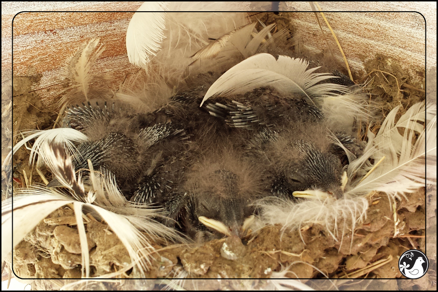 Ridgetop Farm and Garden | Birds of 2013 | Week 31 | Barn Swallow