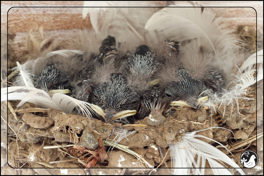 Ridgetop Farm and Garden | Birds of 2013 | Week 31 | Barn Swallow