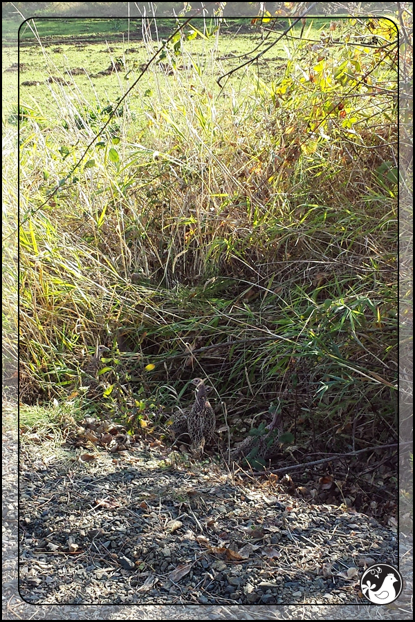 Ridgetop Farm and Garden | Birds of 2013 | Week 44 | Ring-necked Pheasant