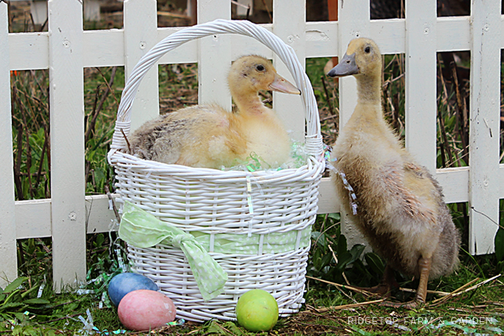 Ridgetop Farm and Garden | Welsh Harlequin Ducks