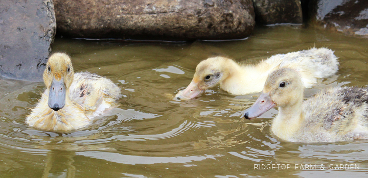 Ridgetop Farm and Garden | Welsh Harlequin Ducks