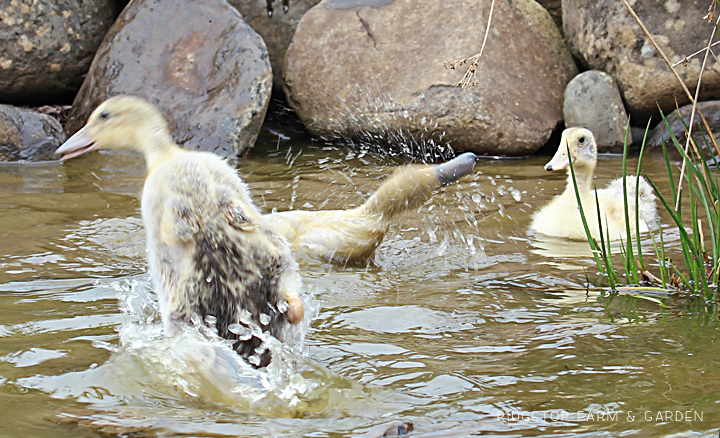 Ridgetop Farm and Garden | Welsh Harlequin Ducks