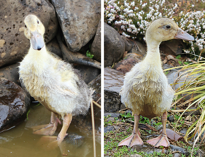 Ridgetop Farm and Garden | Welsh Harlequin Ducks