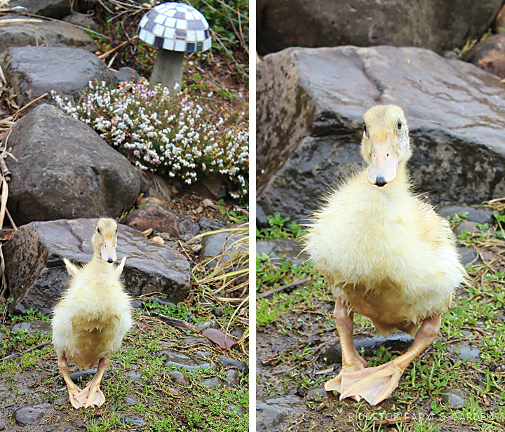 Ridgetop Farm and Garden | Welsh Harlequin Ducks