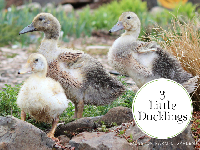 Ridgetop Farm and Garden | Welsh Harlequin Ducks