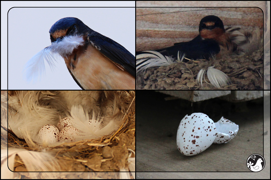 Ridgetop Farm and Garden | Birds of 2013 | Week 31 | Barn Swallow