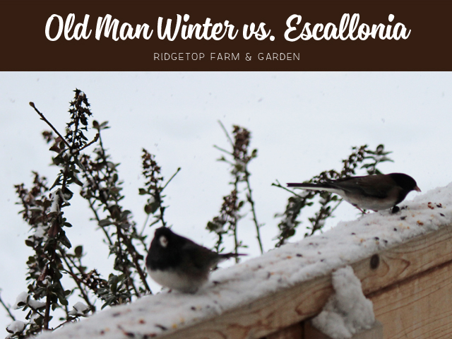 Ridgetop Farm and Garden | Escallonia