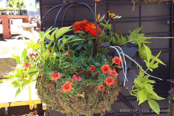 Ridgetop Farm and Garden | Nursery | The Garden Corner