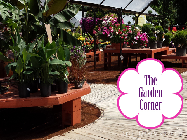 Ridgetop Farm and Garden | Nursery | The Garden Corner