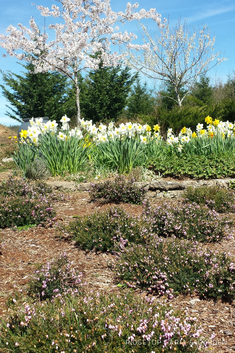 Ridgetop Farm and Garden | Heather