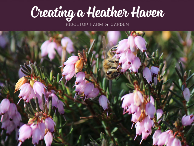 Ridgetop Farm and Garden | Heather