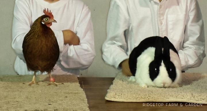 Ridgetop Farm and Garden | 4H | Hocus Pocus Small Animal Show