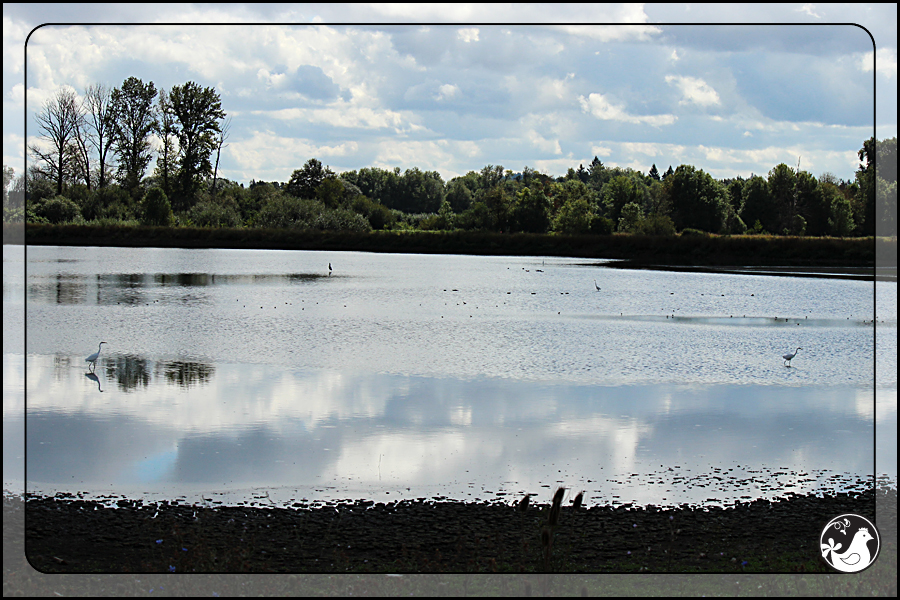 Ridgetop Farm and Garden | Birds of 2013 | Week 36