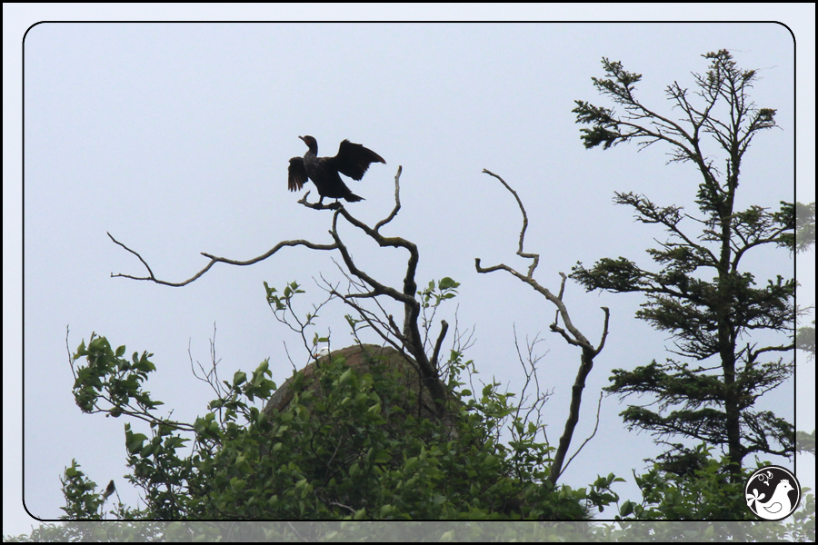 Ridgetop Farm and Garden | Birds of 2013 | Week 24 | Double-crested Cormorant