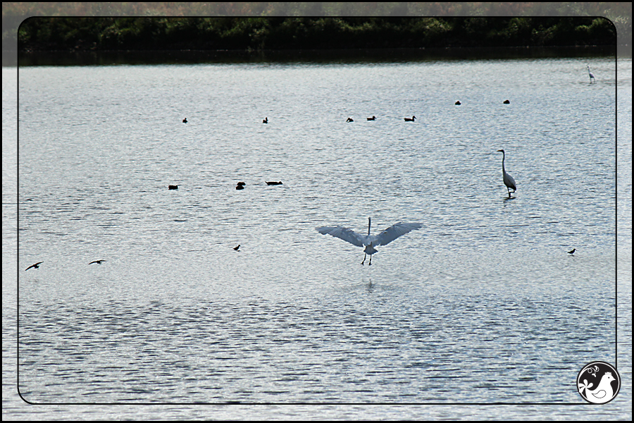 Ridgetop Farm and Garden | Birds of 2013 | Week 36