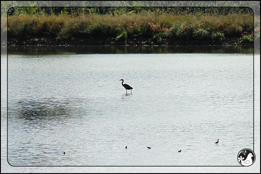 Ridgetop Farm and Garden | Birds of 2013 | Week 36