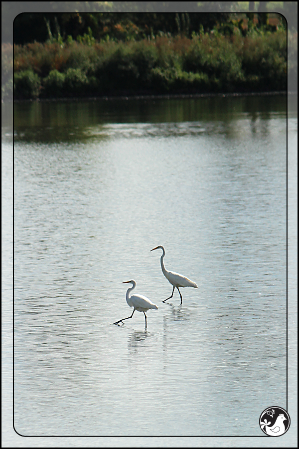 Ridgetop Farm and Garden | Birds of 2013 | Week 36