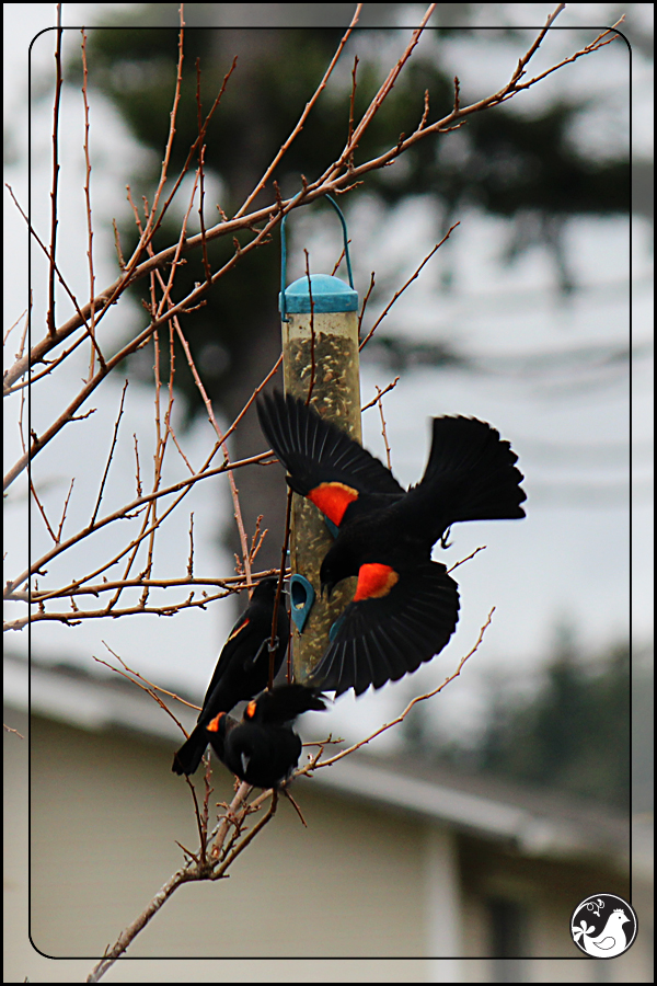 Ridgetop Farm and Garden | Birds of 2013 | Week 15 | Red-winged Blackbirds