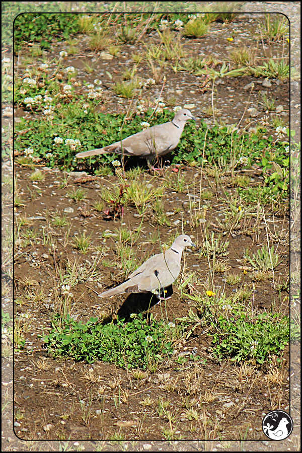 Ridgetop Farm and Garden | Birds of 2013 | Week 36