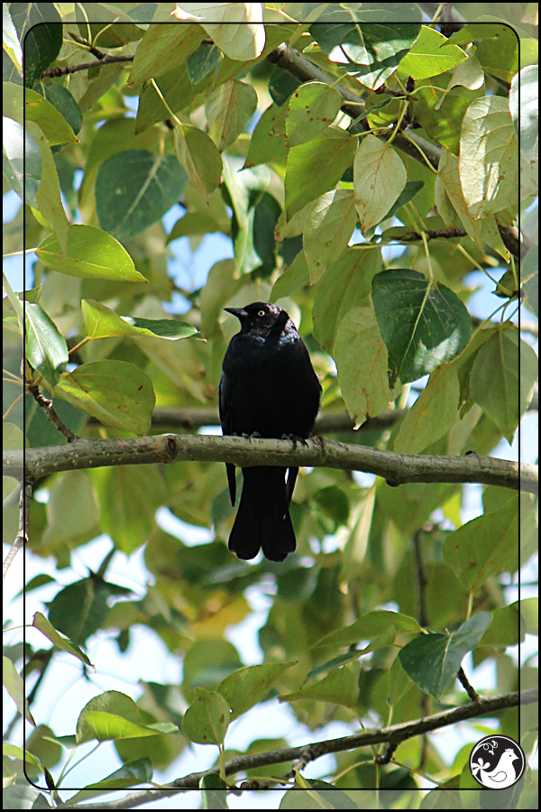 Ridgetop Farm and Garden | Birds of 2013 | Week 36