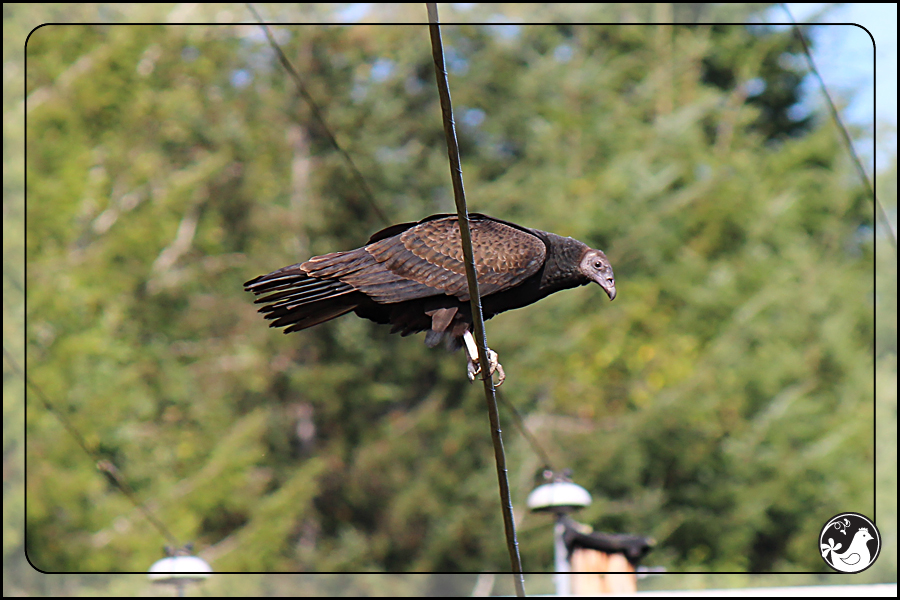 Ridgetop Farm and Garden | Birds of 2013 | Week 35 | Turkey Vulture