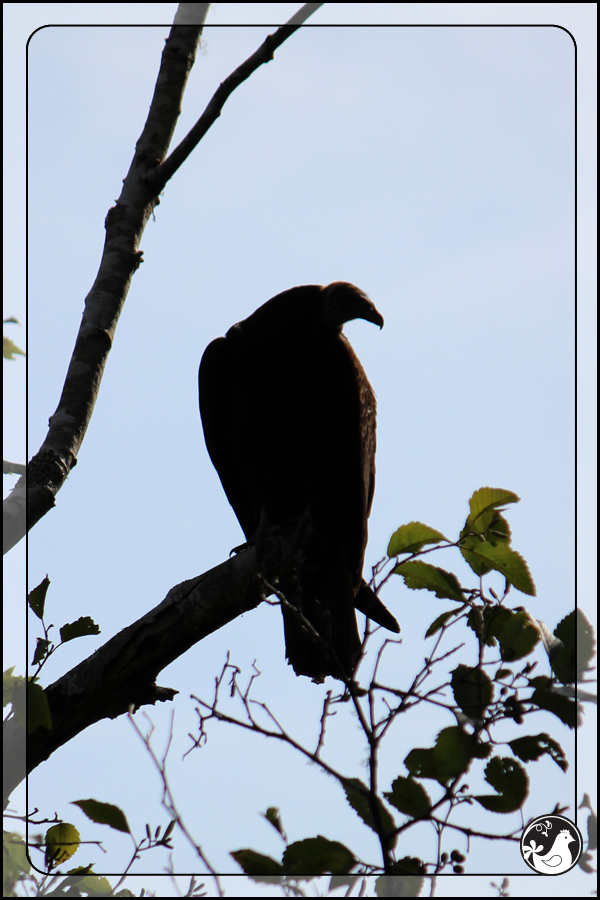 Ridgetop Farm and Garden | Birds of 2013 | Week 35 | Turkey Vulture