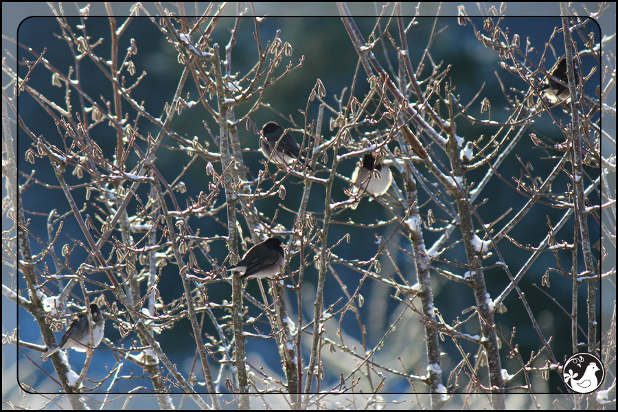 Ridgetop Farm and Garden | Birds of 2013 | Week 1 | Junco