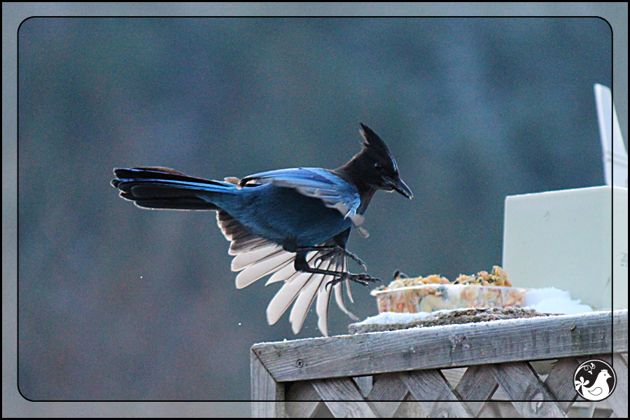 Ridgetop Farm and Garden | Birds of 2013 | Week 15 | Steller's Jay