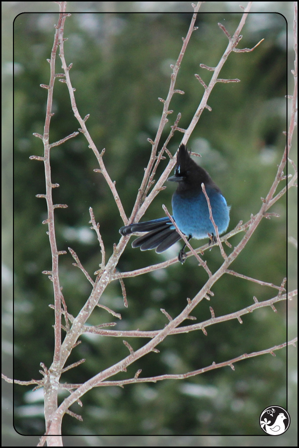 Ridgetop Farm and Garden | Birds of 2013 | Week 51 | Steller's Jay