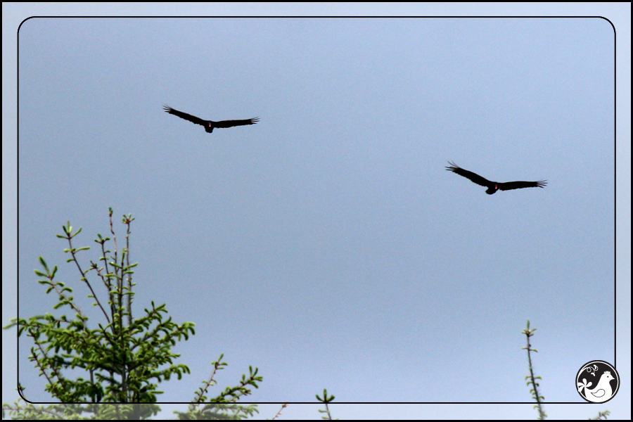 Ridgetop Farm and Garden | Birds of 2013 | Week 35 | Turkey Vulture