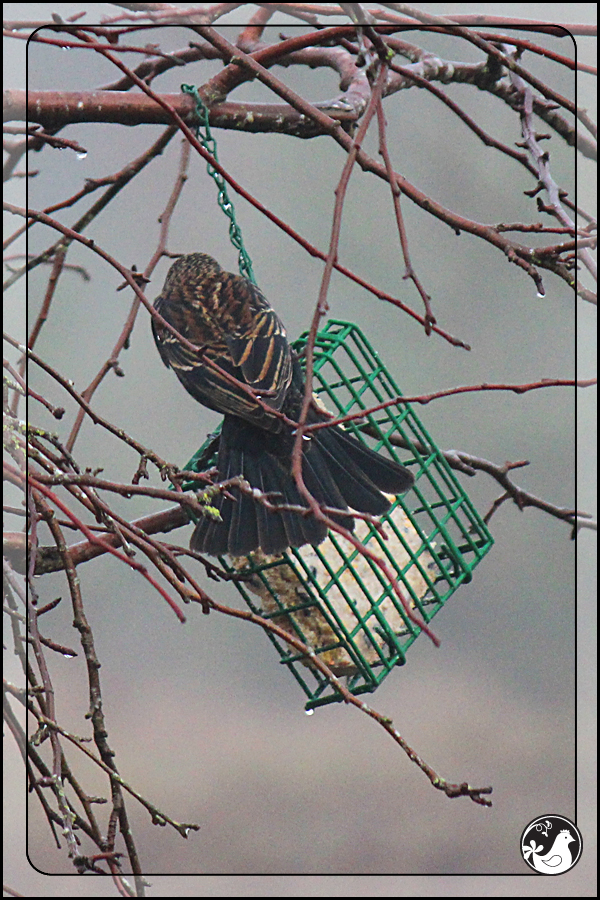 Ridgetop Farm and Garden | Birds of 2013 | Week 15 | Red-winged Blackbird