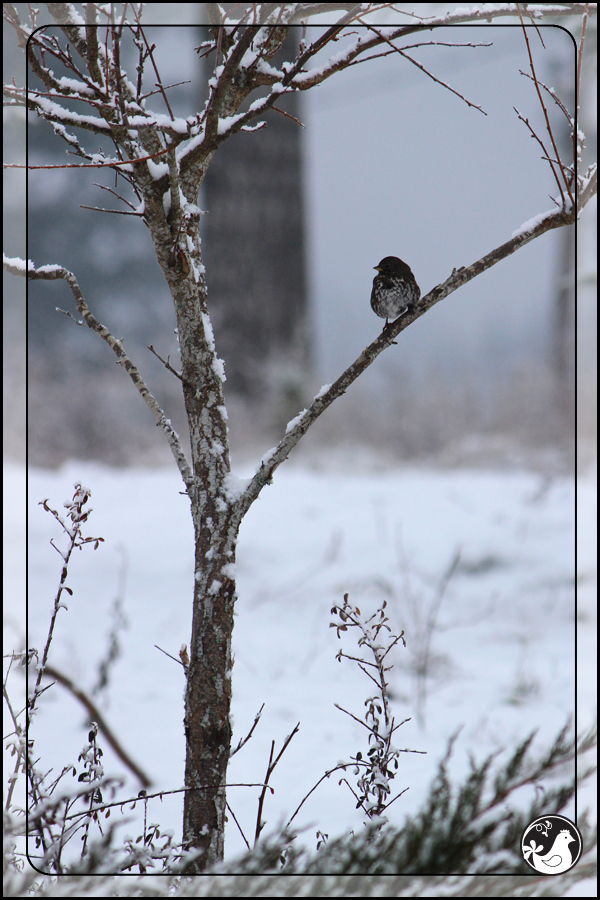 Ridgetop Farm and Garden | Birds of 2013 | Week 51 | Fox Sparrow