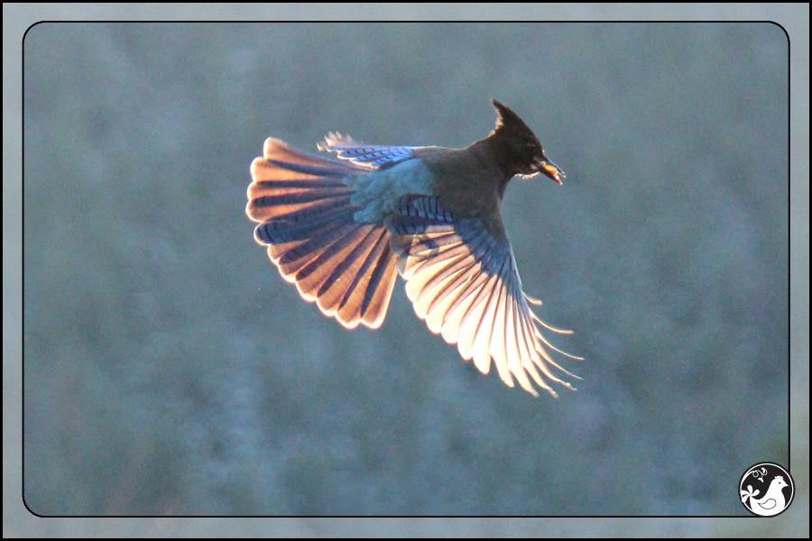 Ridgetop Farm and Garden | Birds of 2013 | Week 1 | Steller's Jay