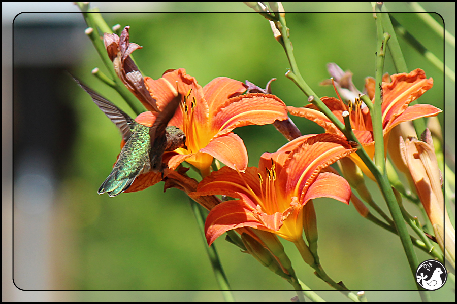 Ridgetop Farm and Garden | Birds of 2013 | Week 30 | Rufous Hummingbird