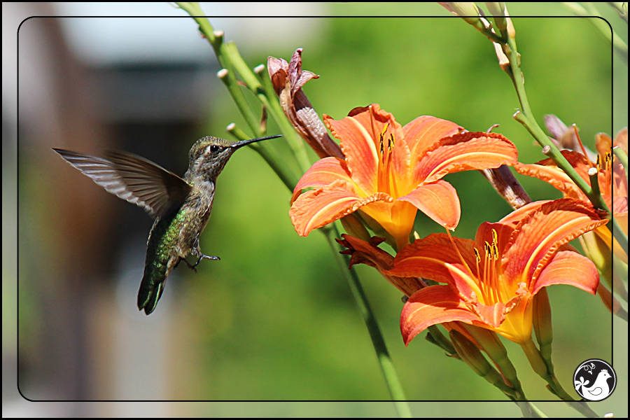 Ridgetop Farm and Garden | Birds of 2013 | Week 30 | Rufous Hummingbird