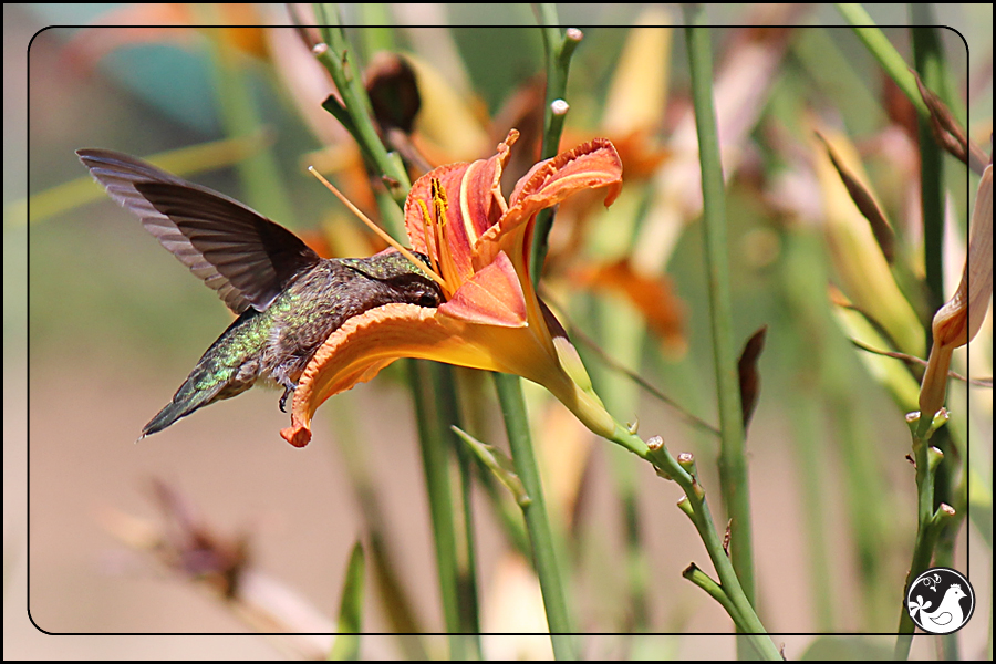 Ridgetop Farm and Garden | Birds of 2013 | Week 30 | Rufous Hummingbird