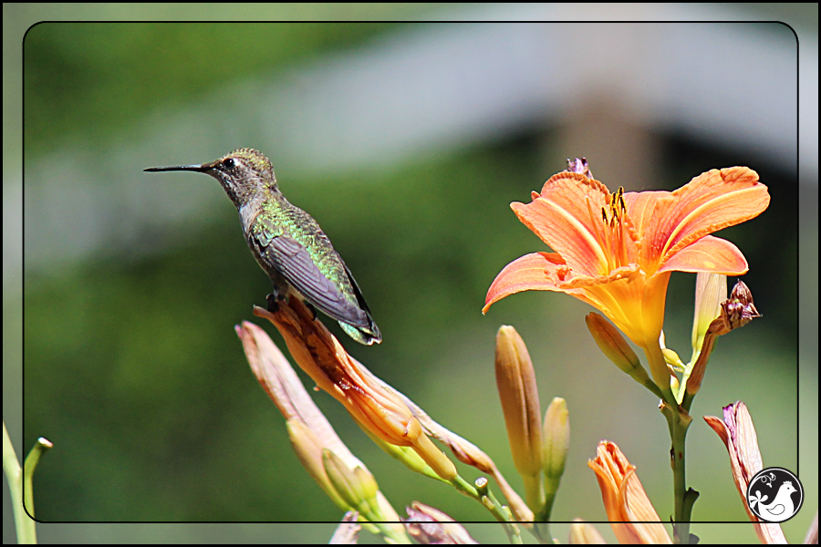 Ridgetop Farm and Garden | Birds of 2013 | Week 30 | Rufous Hummingbird