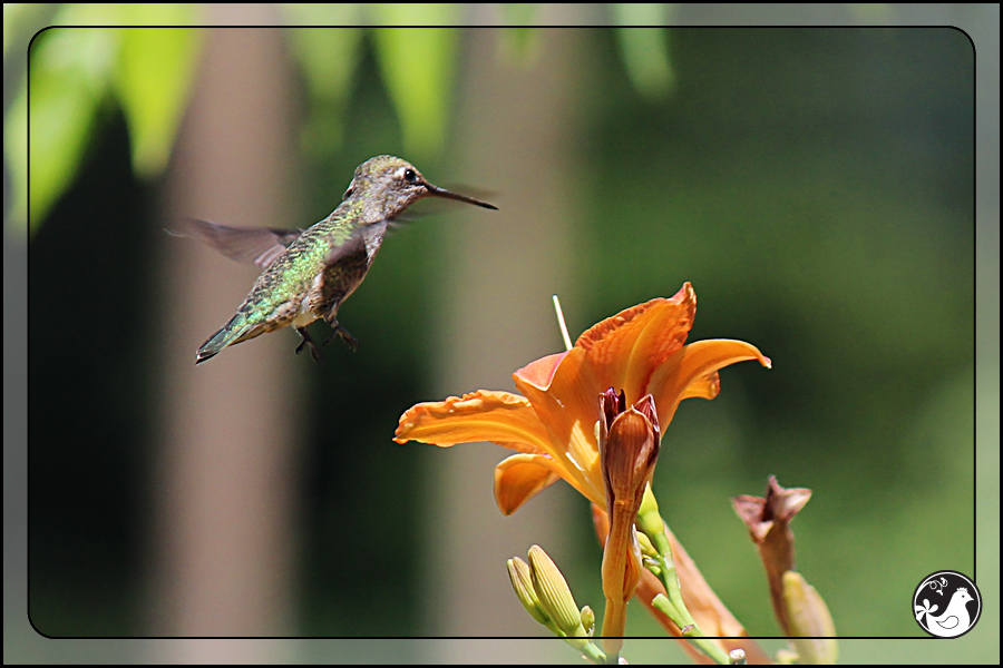 Ridgetop Farm and Garden | Birds of 2013 | Week 30 | Rufous Hummingbird