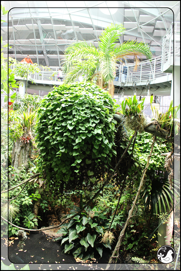 Ridgetop Farm and Garden | Birds of 2013 | Week 27 | California Academy of Science