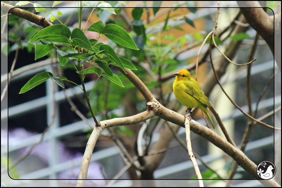 Ridgetop Farm and Garden | Birds of 2013 | Week 27 | California Academy of Science