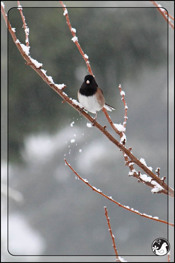 Ridgetop Farm and Garden | Birds of 2013 | Week 51 | Dark-eyed Junco