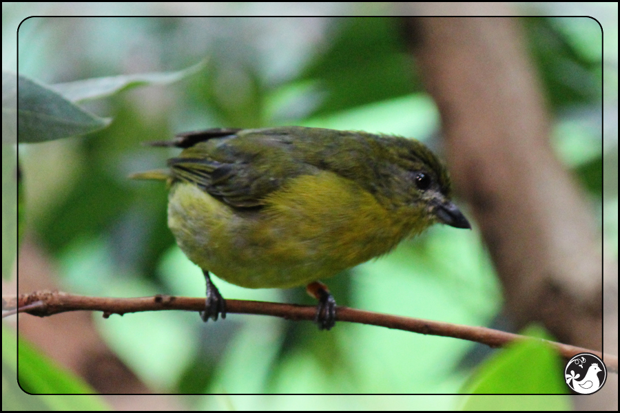 Ridgetop Farm and Garden | Birds of 2013 | Week 27 | California Academy of Science