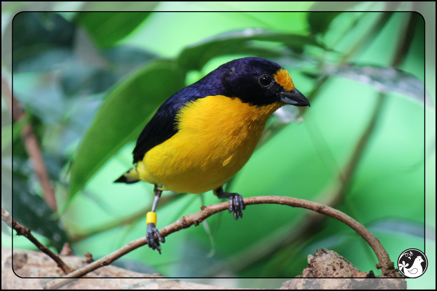 Ridgetop Farm and Garden | Birds of 2013 | Week 27 | California Academy of Science