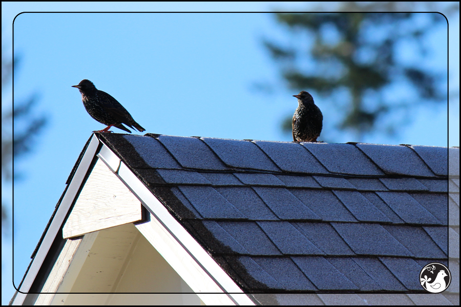 Ridgetop Farm and Garden | Birds of 2013 | Week 1 | European Starling