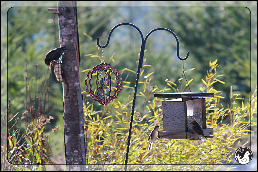 Ridgetop Farm and Garden | Birds of 2013 | Week 15 | 