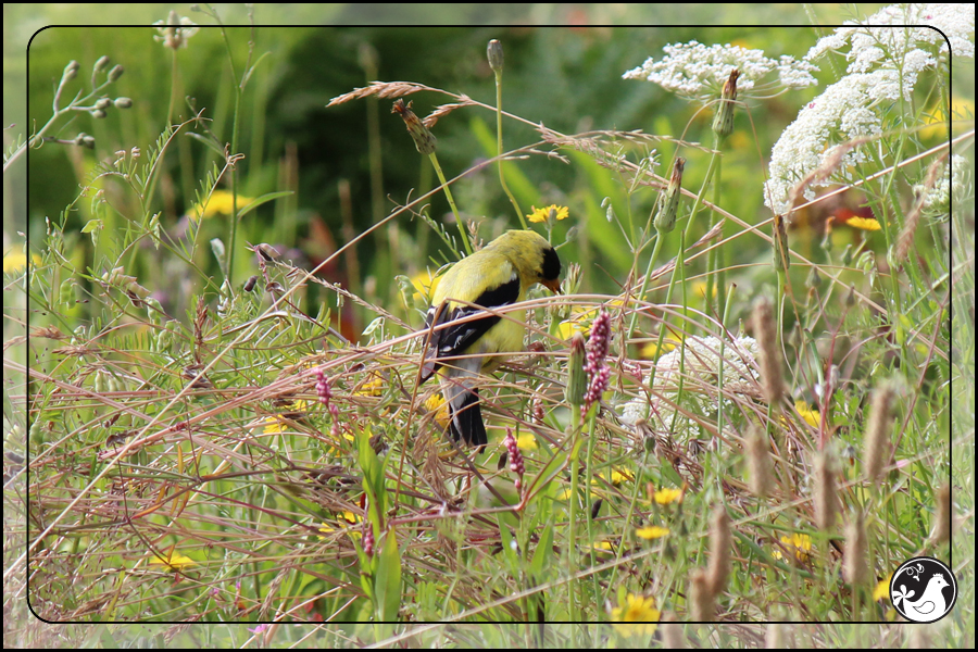 Ridgetop Farm and Garden | Birds of 2013 | Week 34
