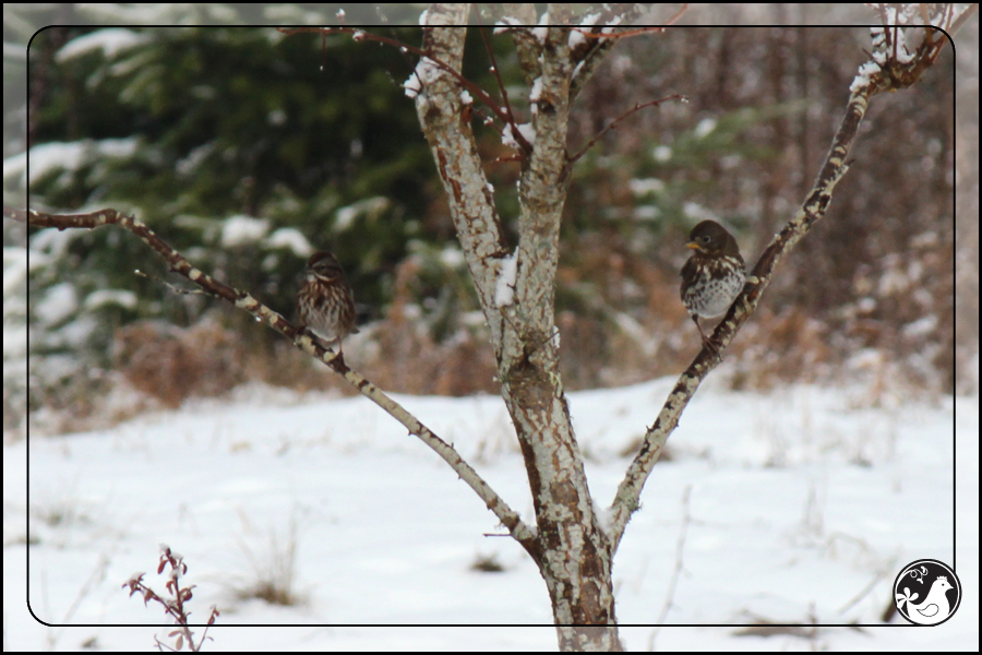 Ridgetop Farm and Garden | Birds of 2013 | Week 51